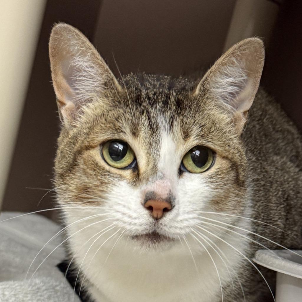 Minty, a Adoptable mixed breed in Brenham, TX image 1/6