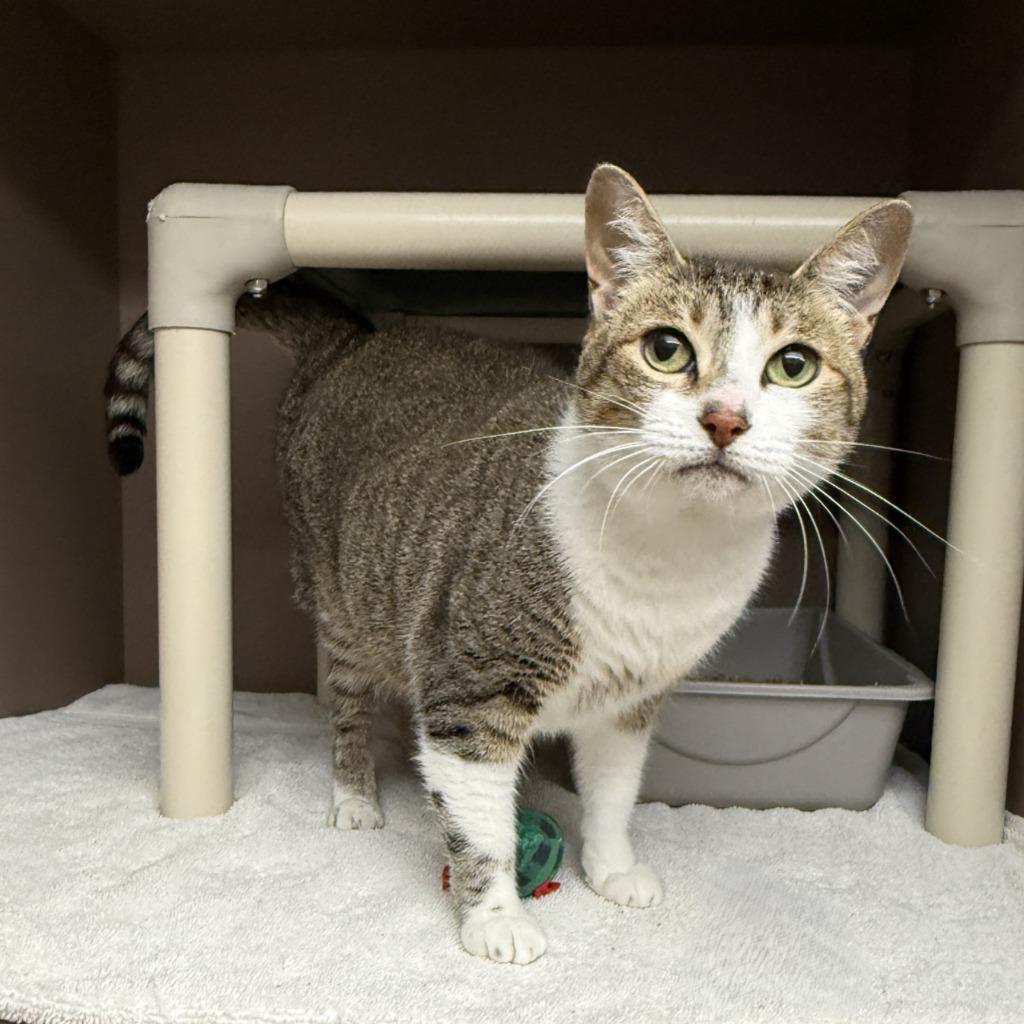 Minty, a Adoptable mixed breed in Brenham, TX image 6/6
