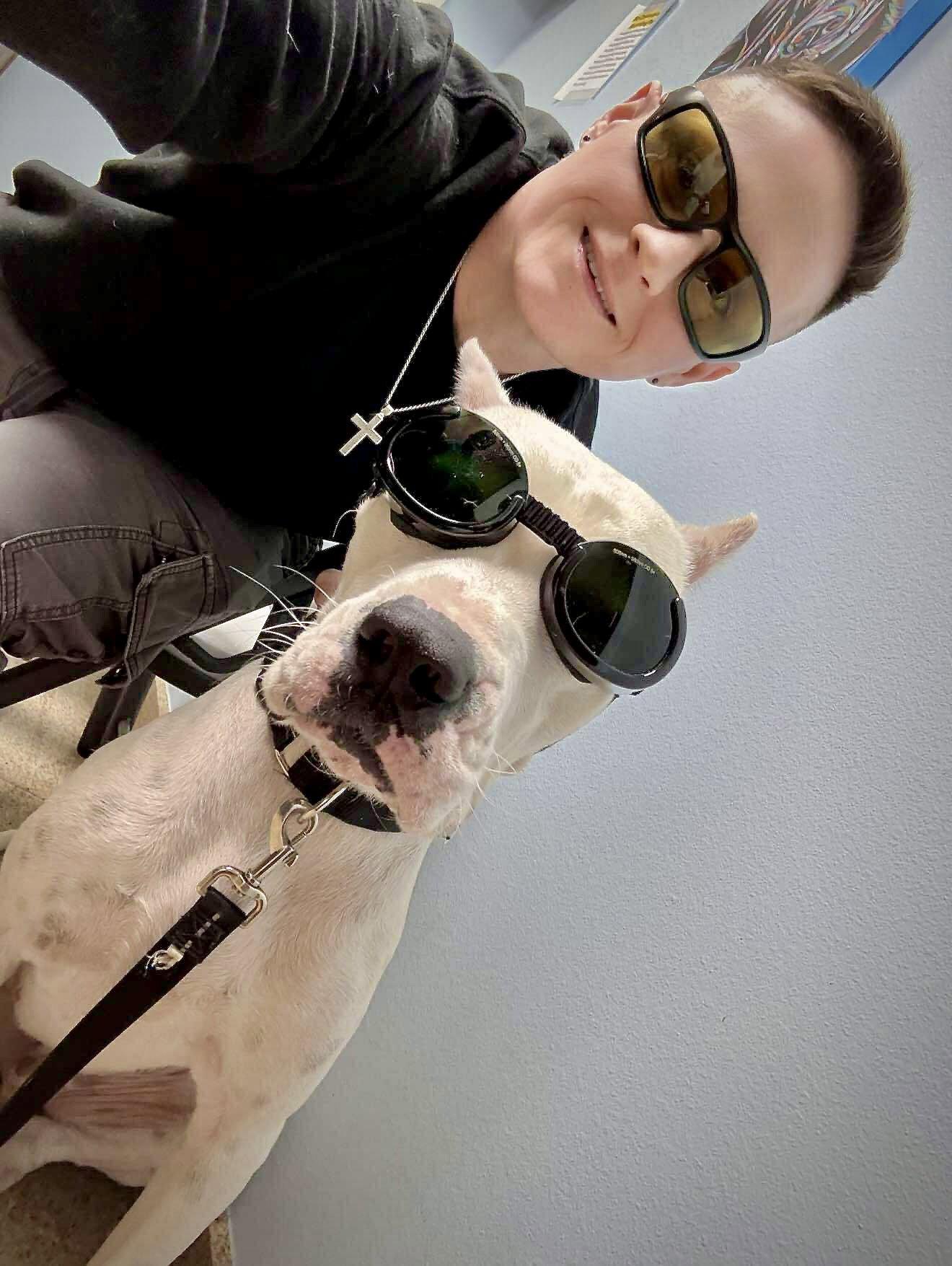 Enlarge Travis, a Adoptable Dogo Argentino in Monticello, NY image 1/3