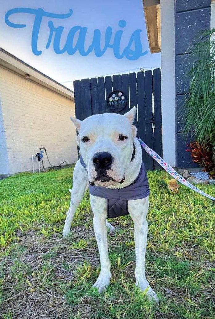 Enlarge Travis, a Adoptable Dogo Argentino in Monticello, NY image 2/3