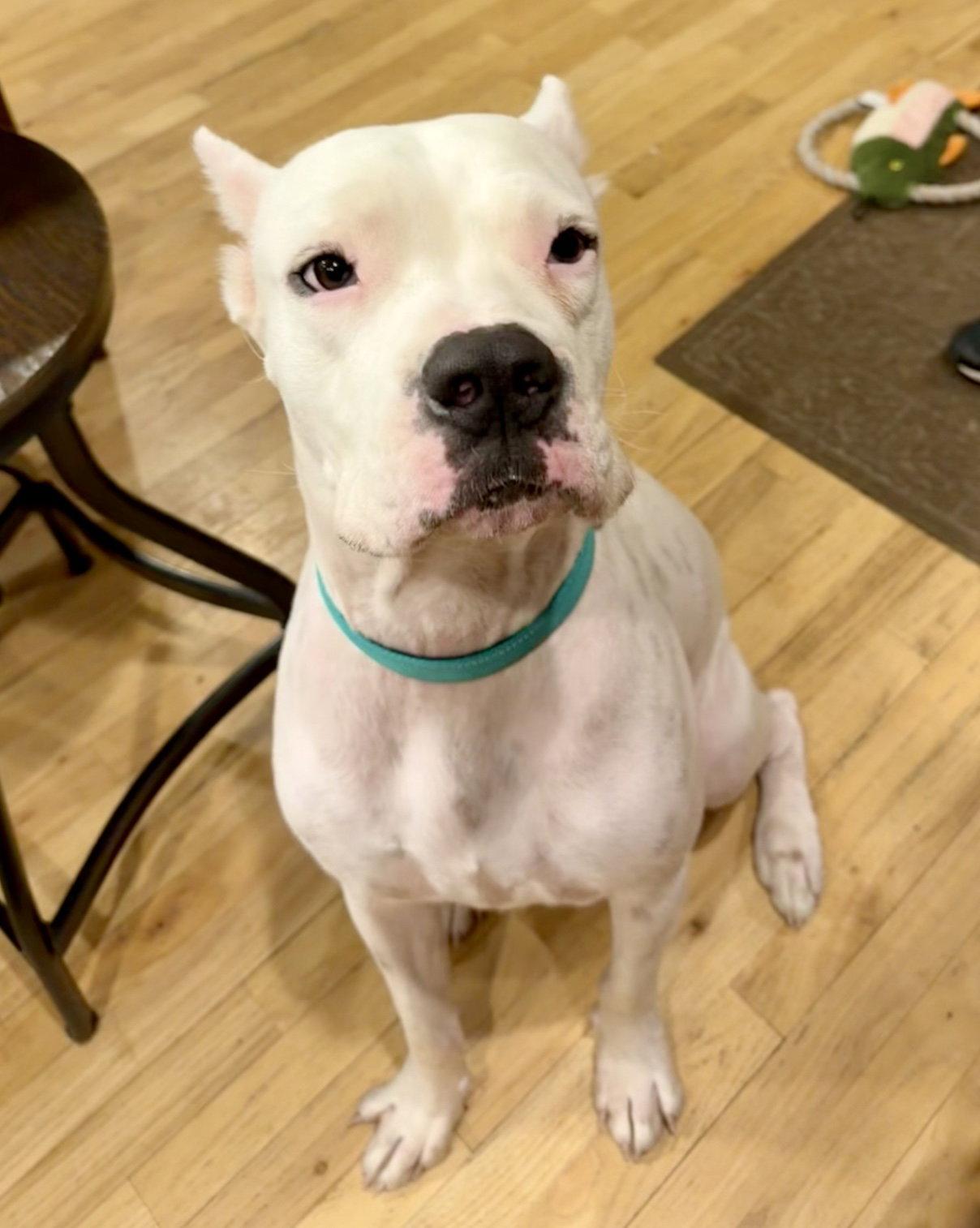 Enlarge Travis, a Adoptable Dogo Argentino in Monticello, NY image 3/3