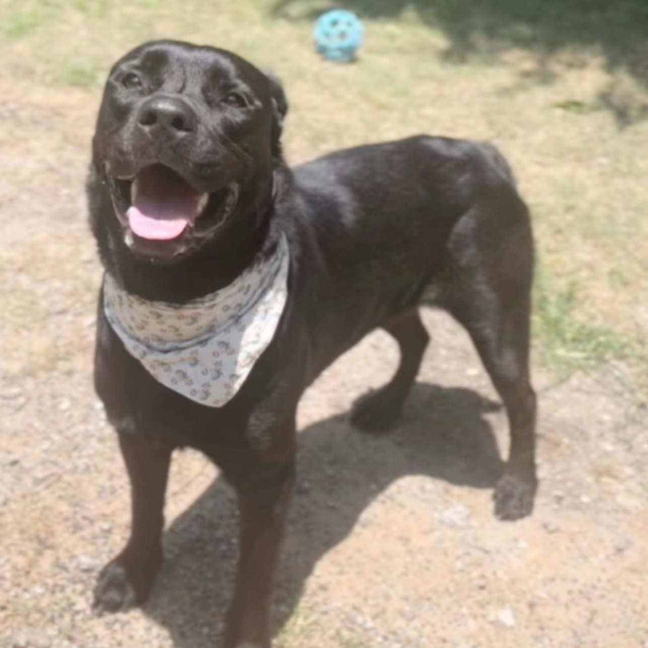 Coda — thumbnail 6