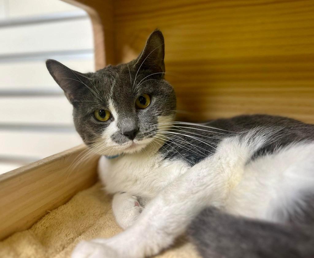 Enlarge Palmer, a ADOPTABLE Domestic Short Hair in New Philadelphia, OH image 1/1
