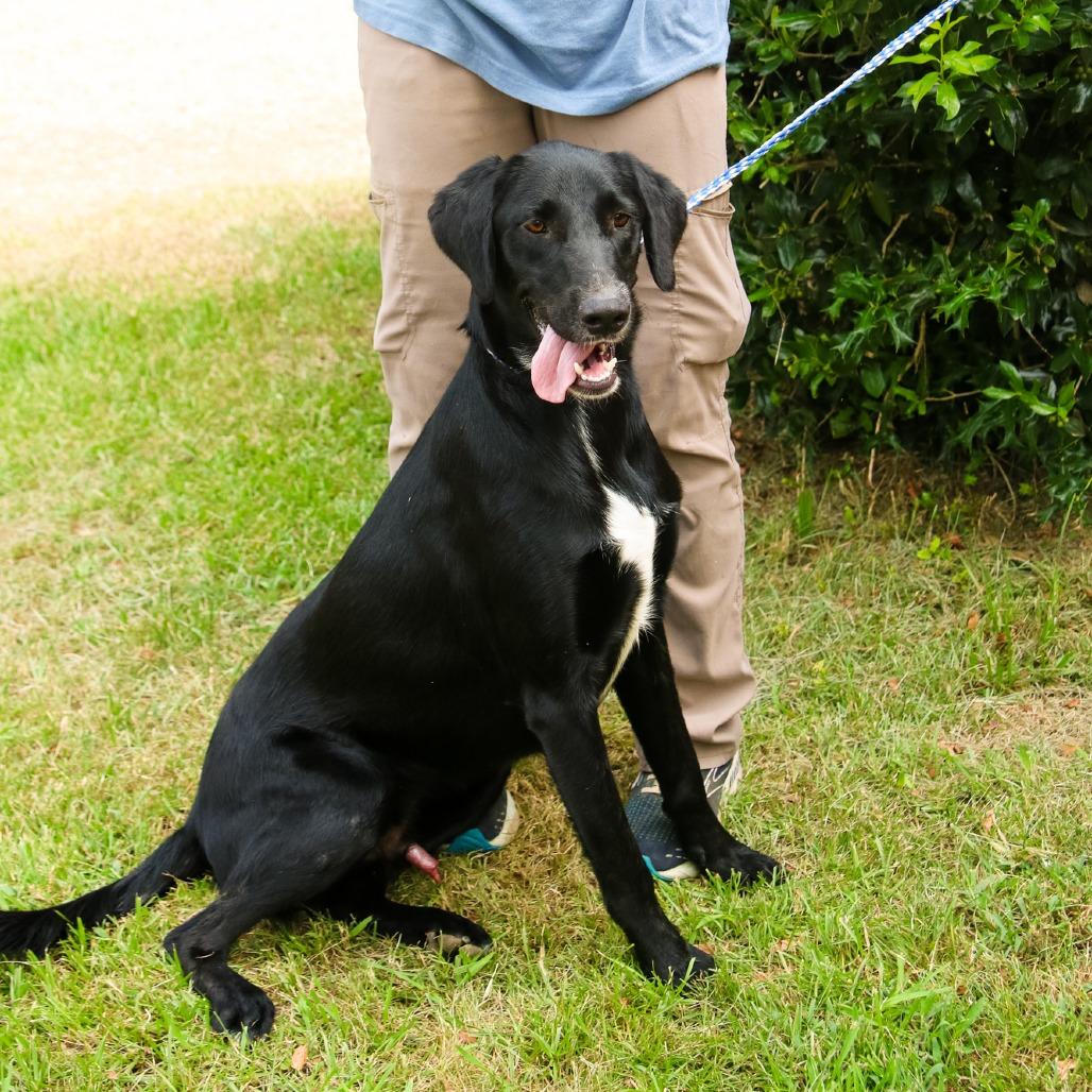 Elton, Adoptable, Adult Male Labrador Retriever & Cattle Dog.