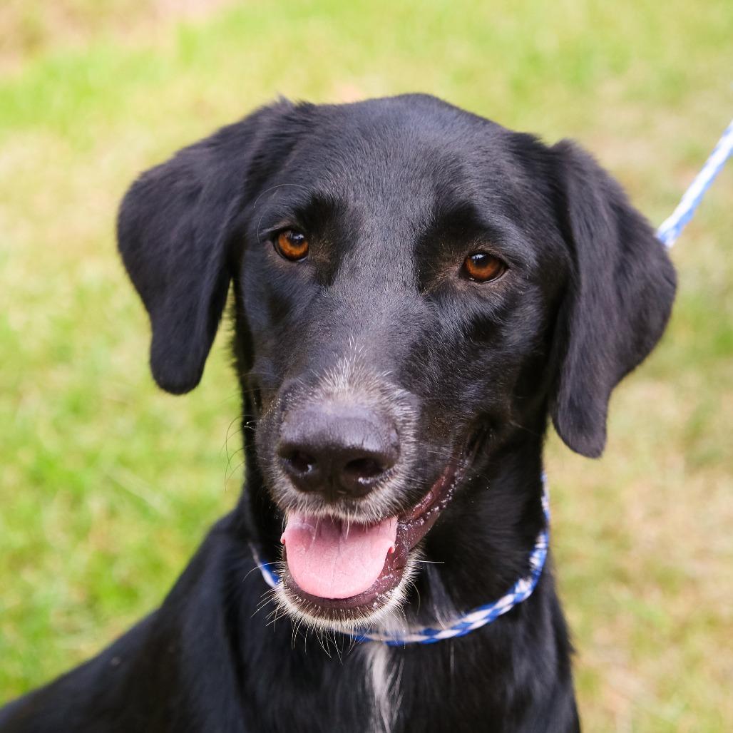 Enlarge Elton, a Adoptable mixed breed in Hattiesburg, MS image 2/2