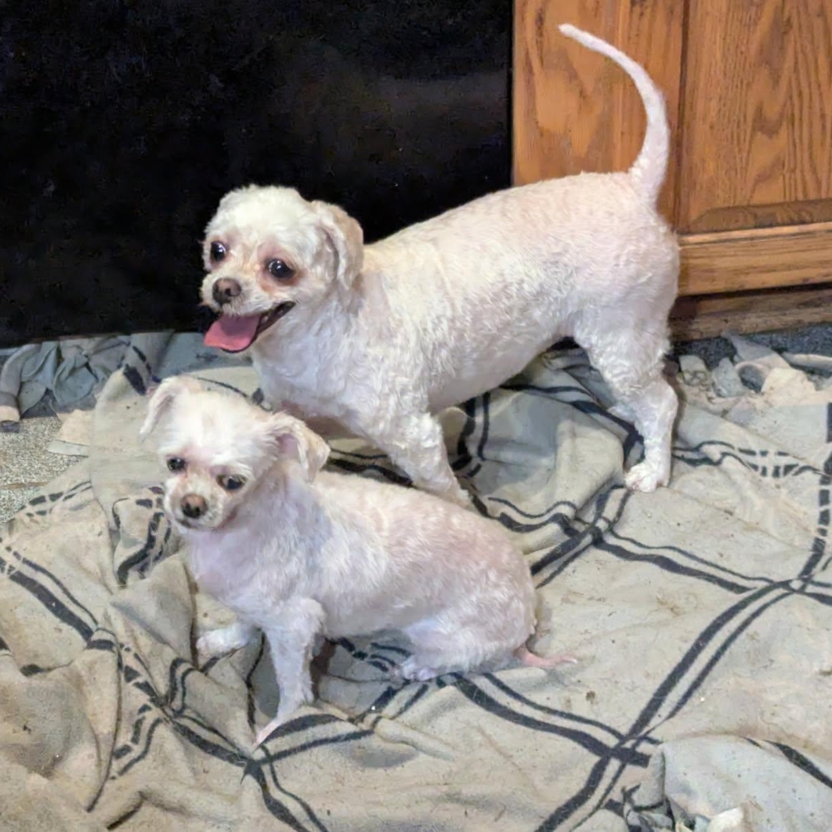 Lacey & Bell (bonded)