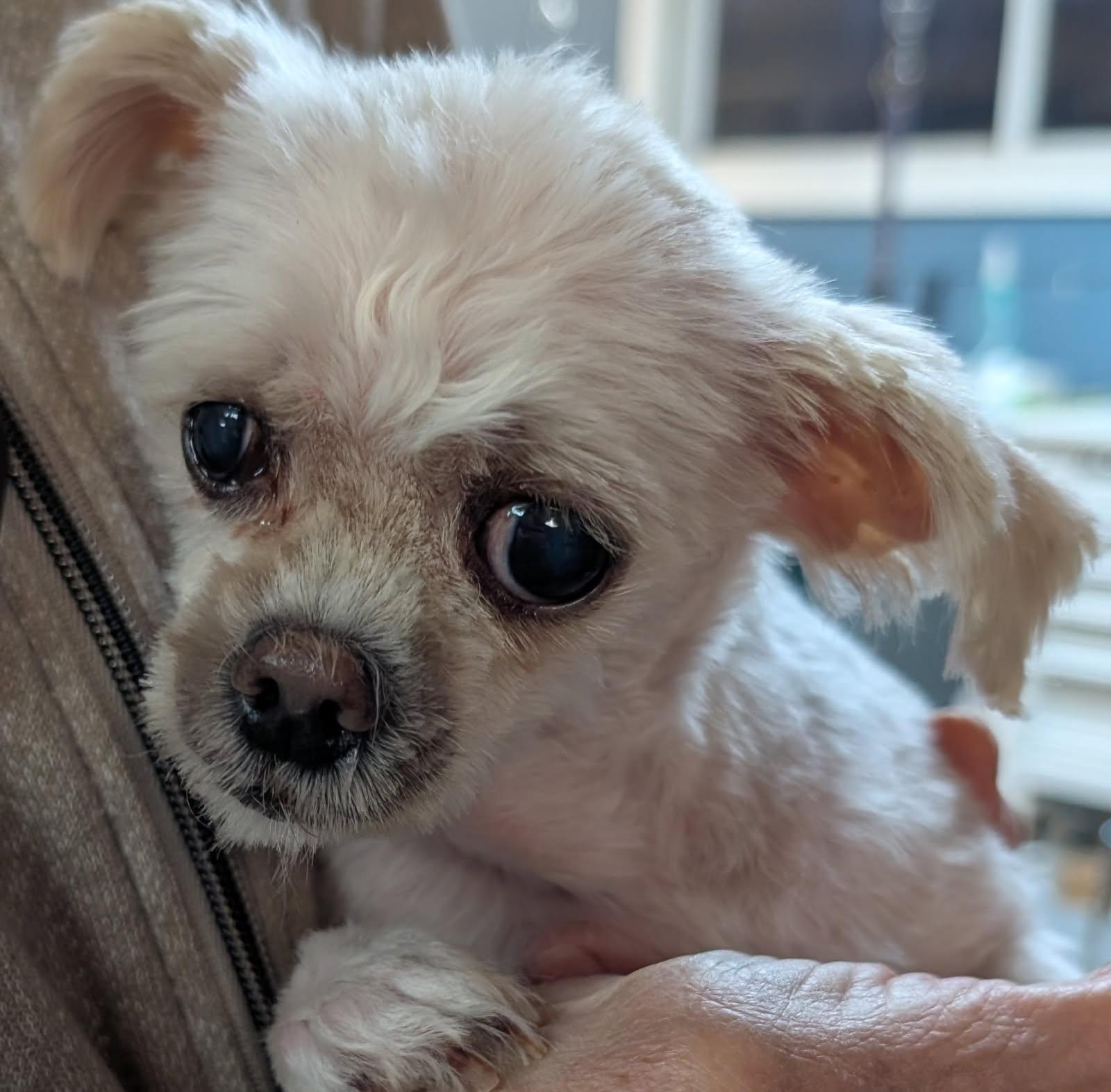 Lacey & Bell (bonded)