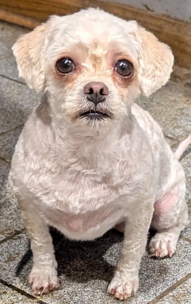 Lacey & Bell (bonded)