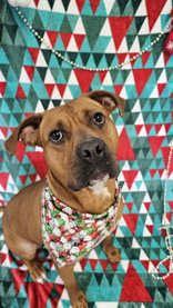 Enlarge Jazzy, a Adoptable Mixed Breed in Manitowoc, WI image 1/1