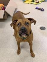 Enlarge Jazzy, a Adoptable Mixed Breed in Manitowoc, WI image 1/1