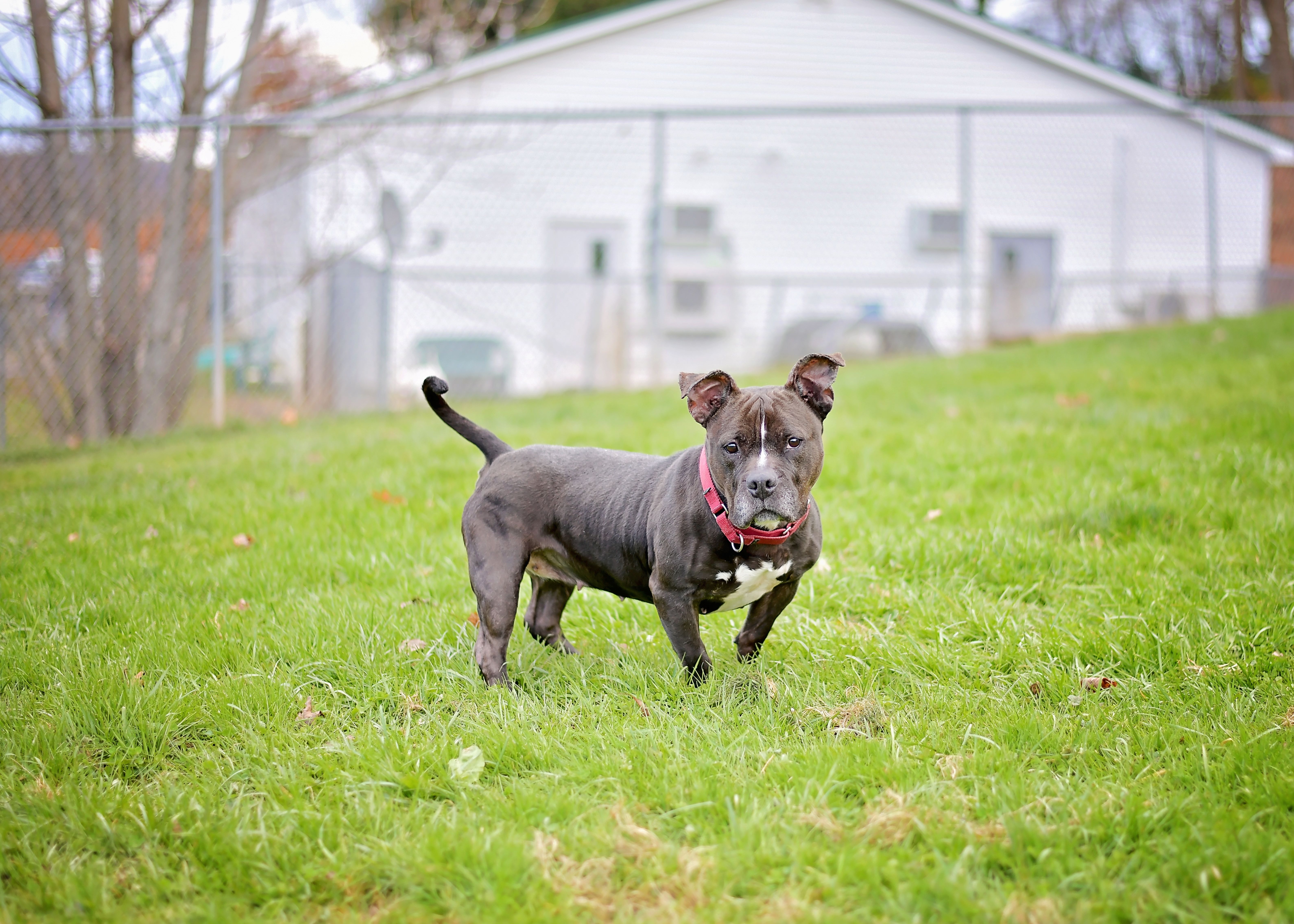 Carina, a Adoptable American Bully in Montrose, PA image 2/5