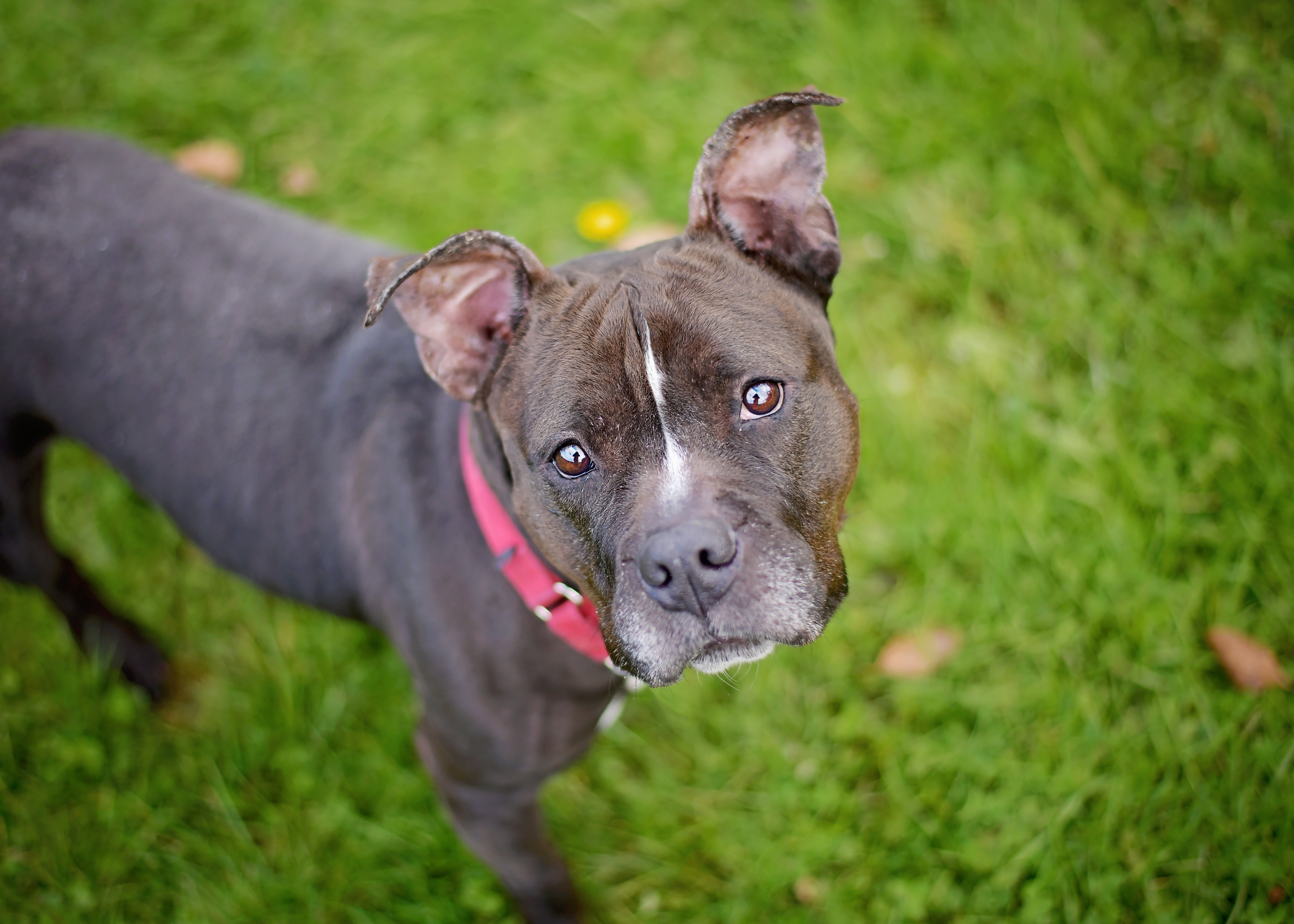 Carina, a Adoptable American Bully in Montrose, PA image 1/5