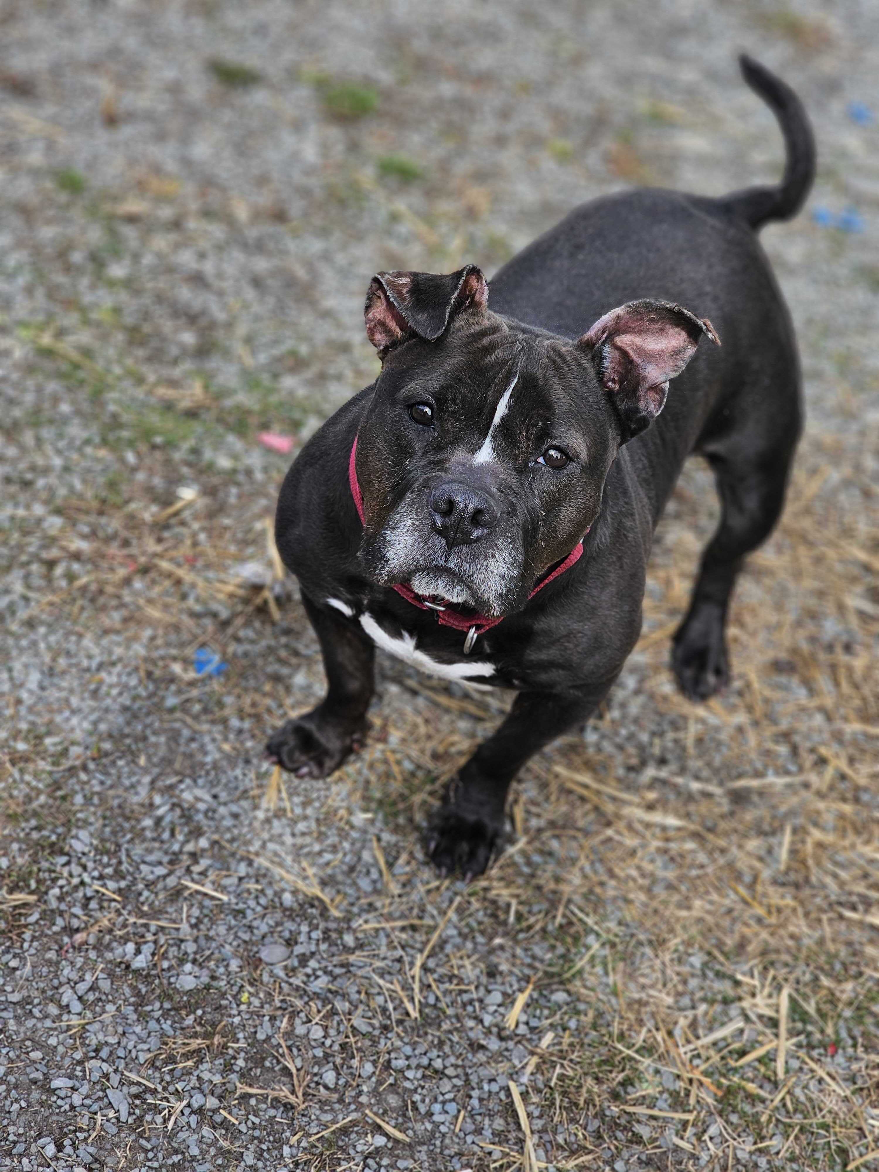 Carina, a Adoptable American Bully in Montrose, PA image 3/5