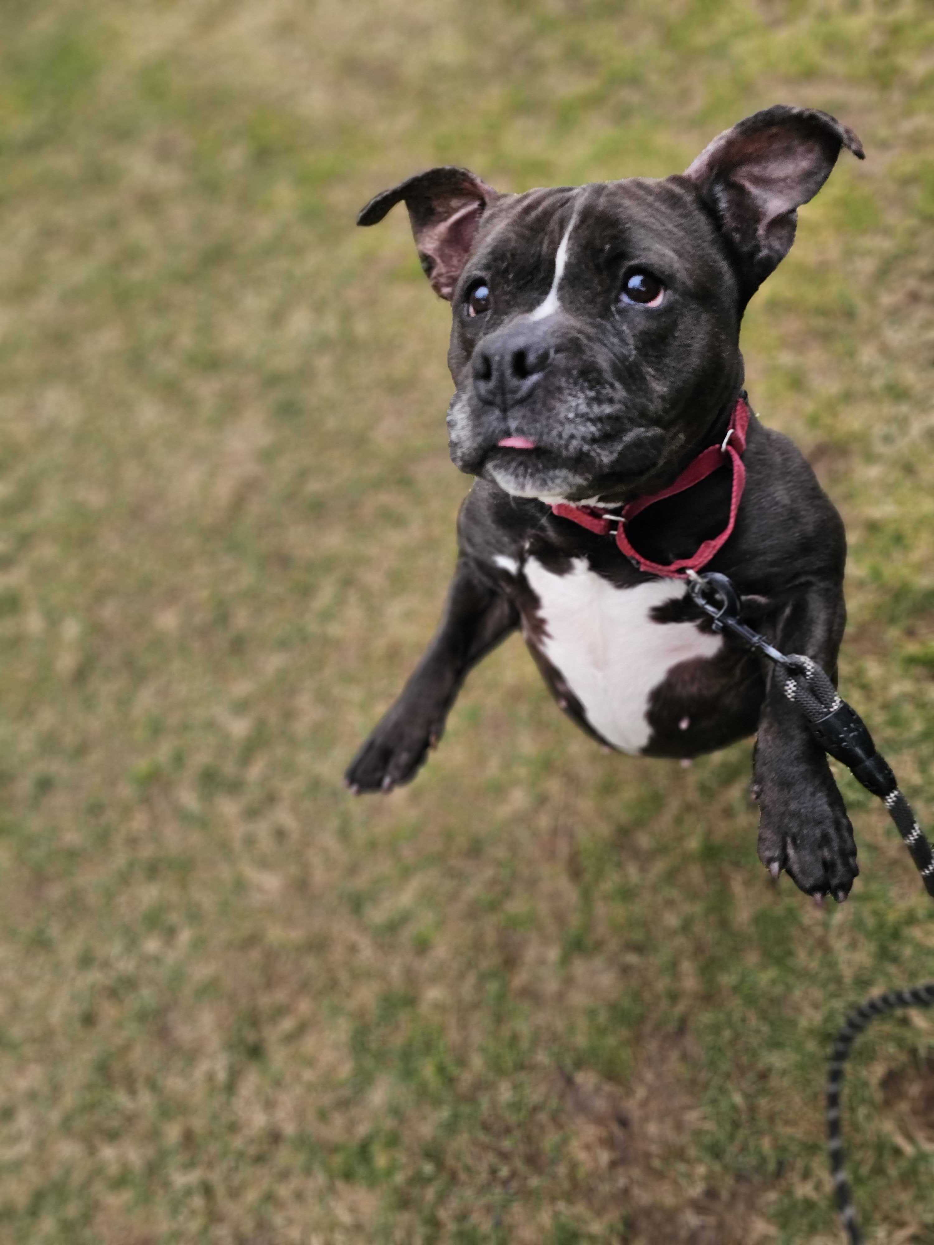 Carina, a Adoptable American Bully in Montrose, PA image 4/5