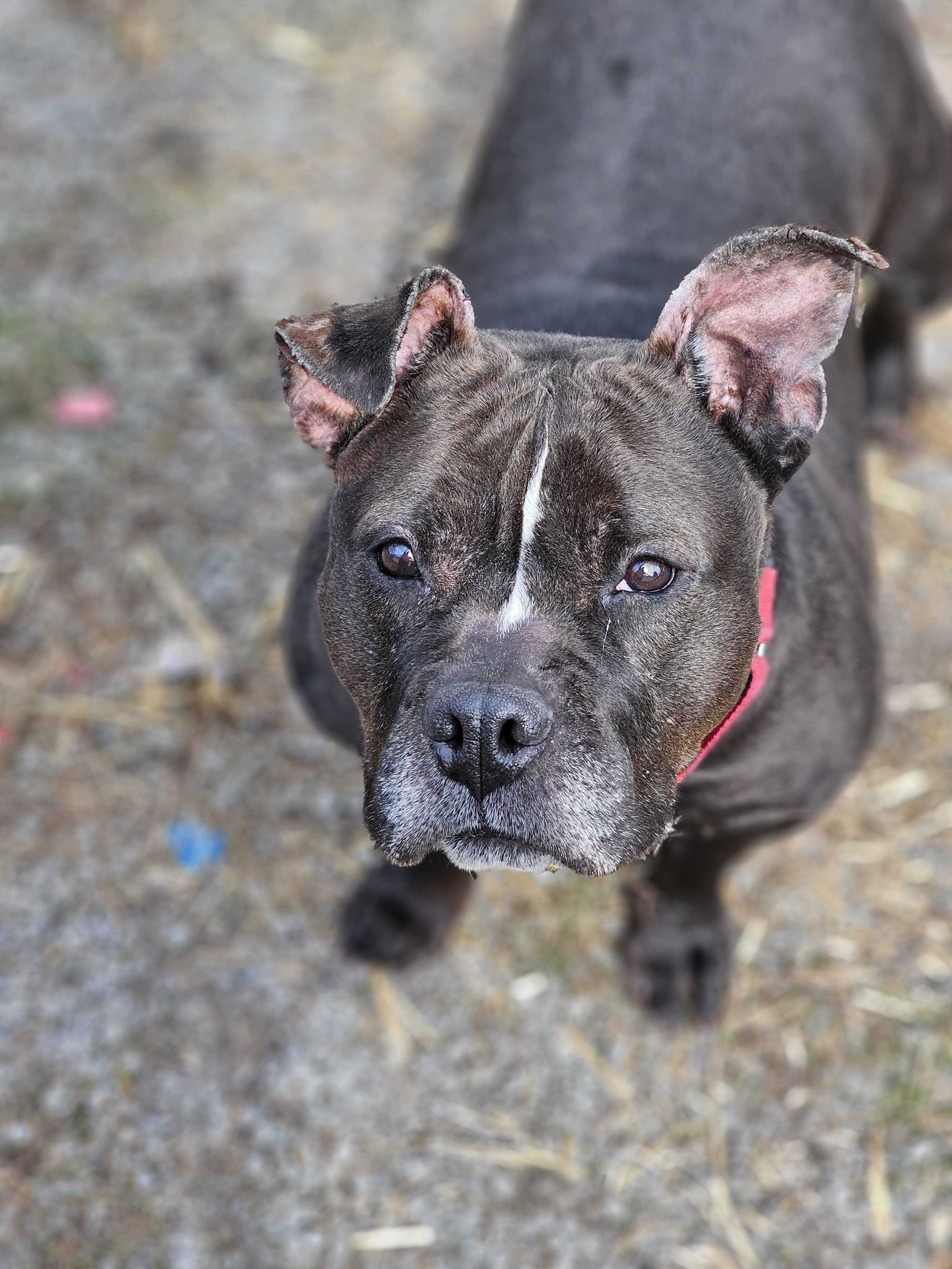 Carina, a Adoptable American Bully in Montrose, PA image 5/5