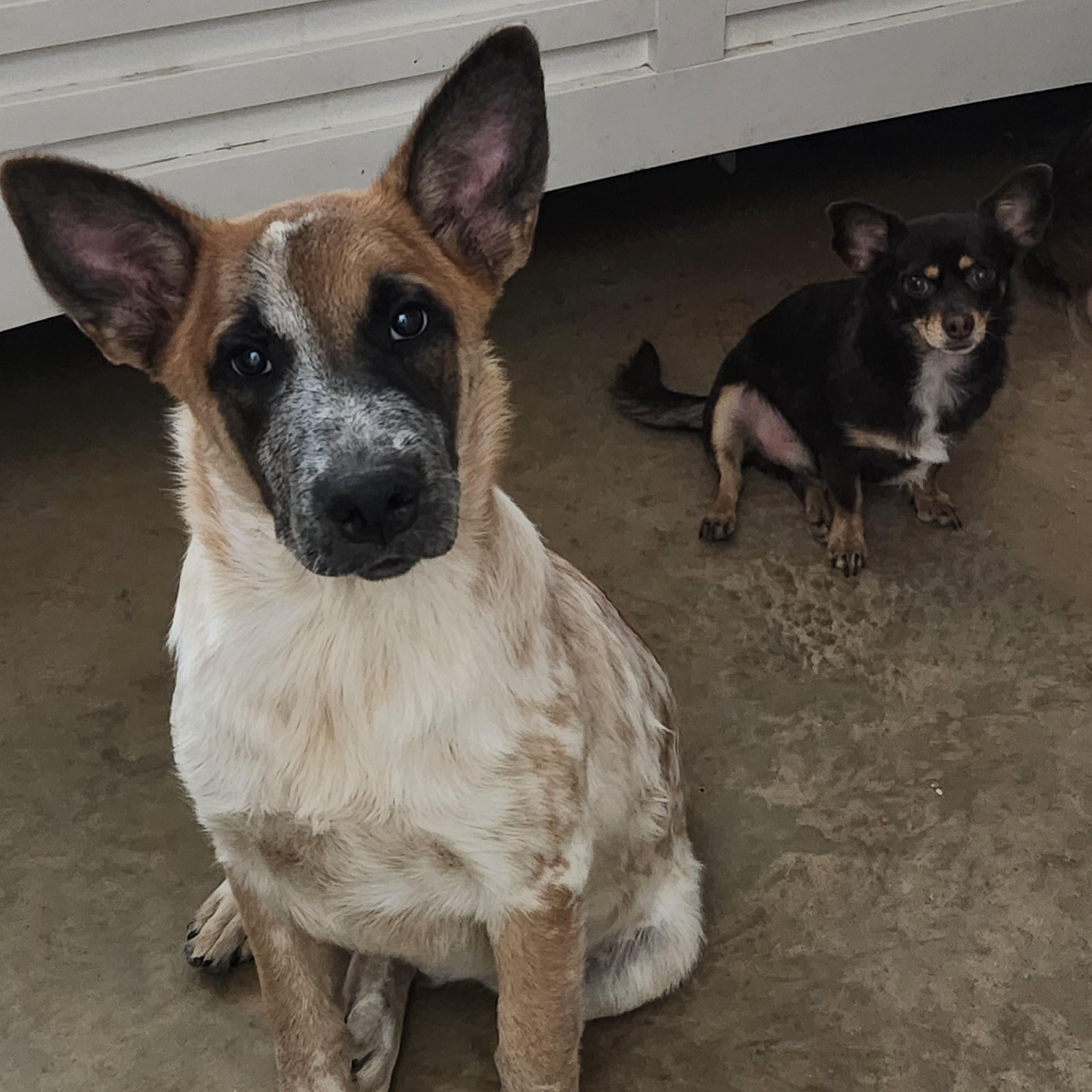 Julio KB(KRR), Young Male Australian Cattle Dog / Blue Heeler