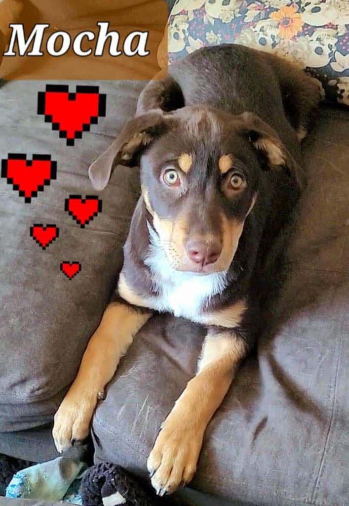 Mocha, Adopted, Young Female Rottweiler.