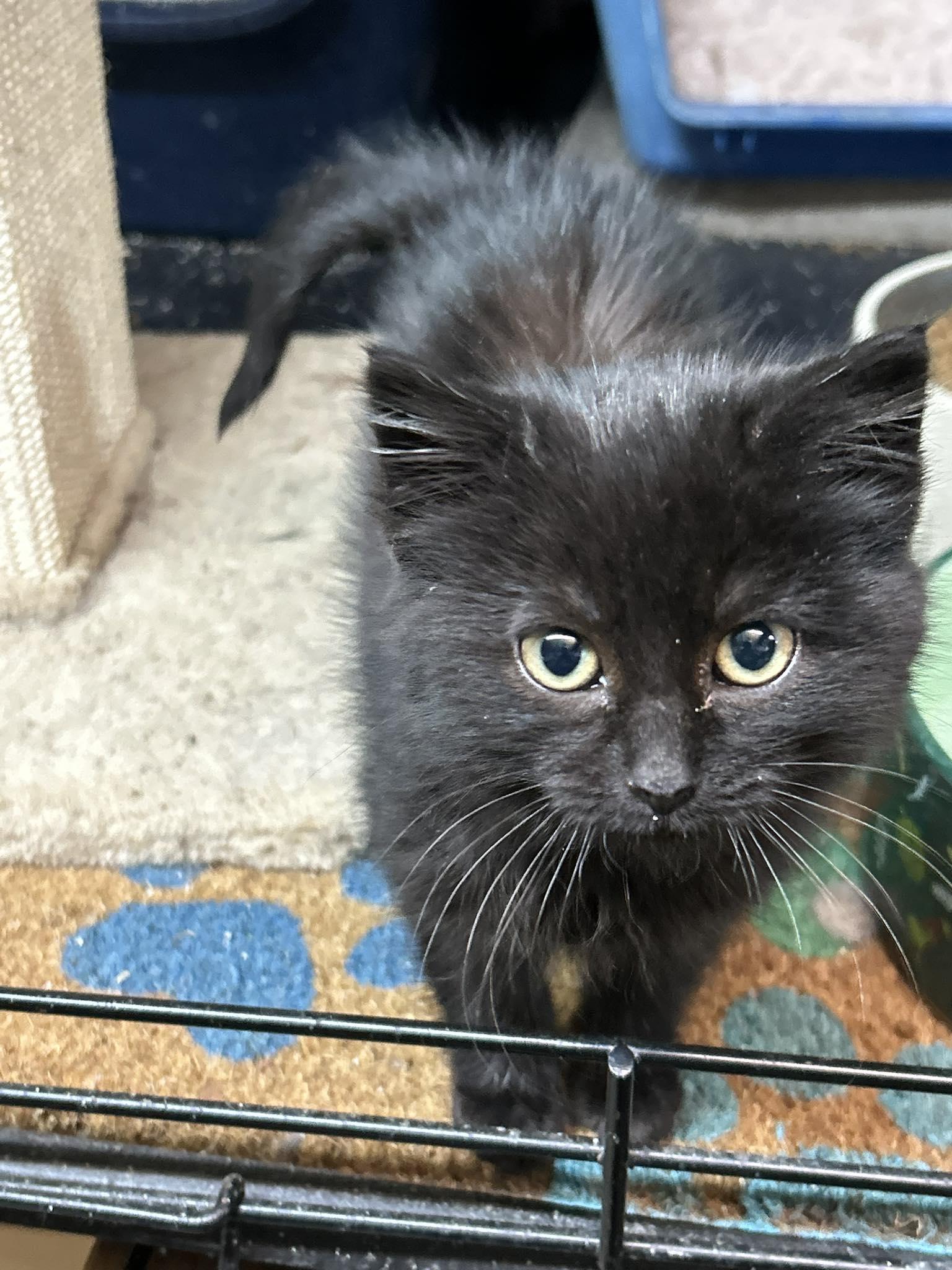Freya, ADOPTABLE, Young Male American Shorthair.