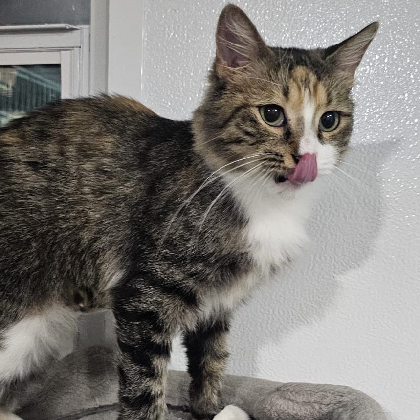 Cat for adoption Honey, a Domestic Medium Hair & Tabby Mix in