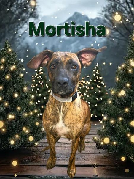 Enlarge Mortisha, a Adoptable mixed breed in Hillsboro, OH image 1/1
