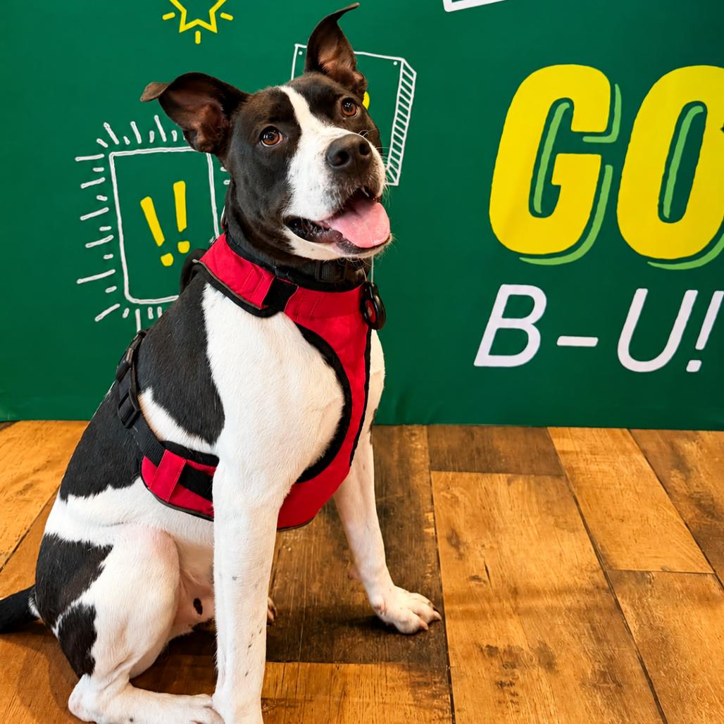 Quentin, a Adoptable mixed breed in Binghamton, NY image 1/6