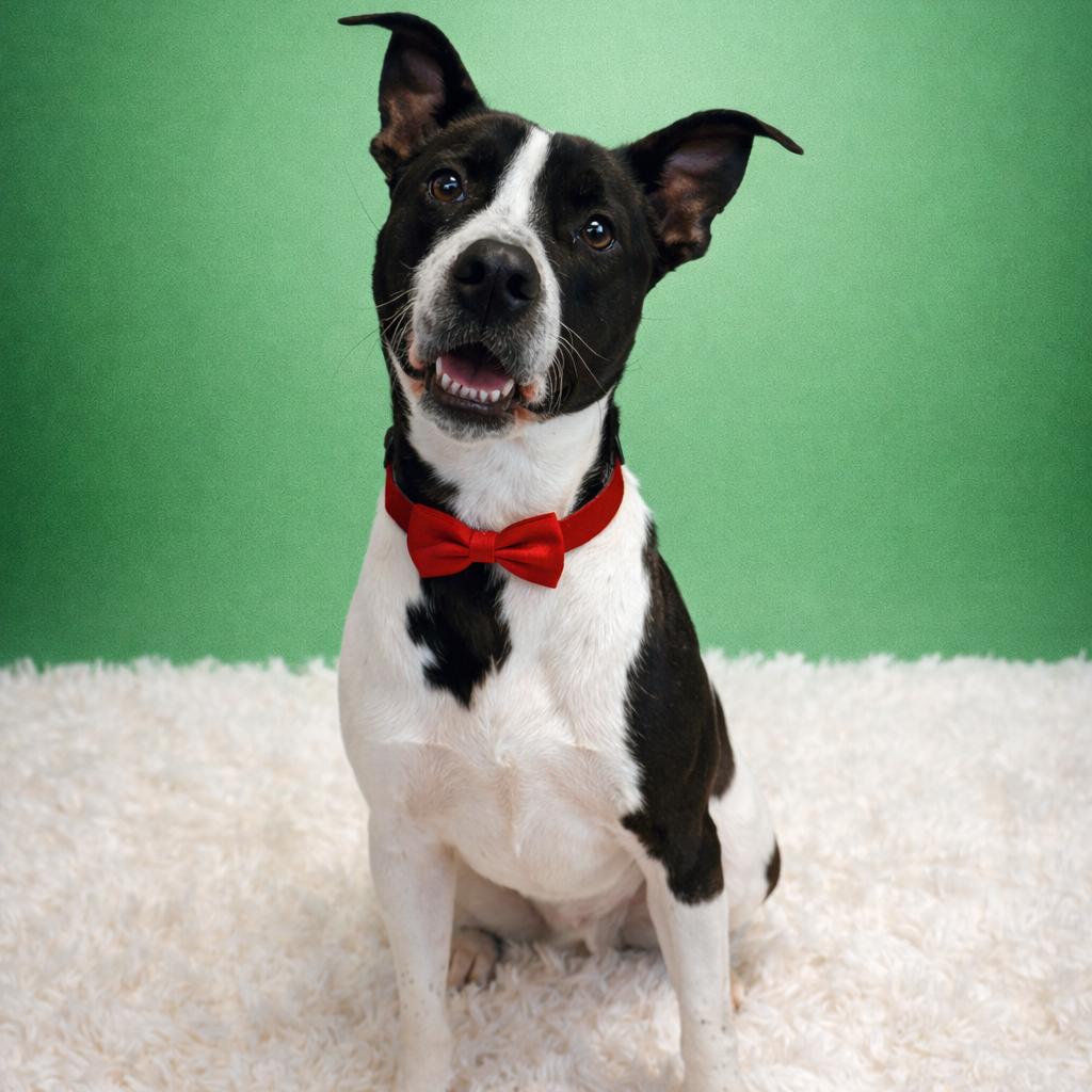 Quentin, Adoptable, Adult Male Mixed Breed & Mixed Breed.