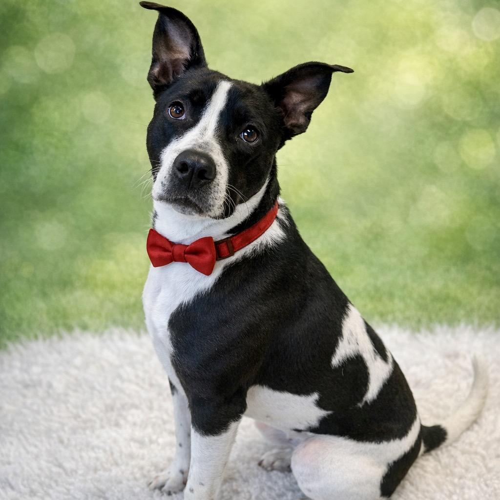 Enlarge Quentin, a Adoptable mixed breed in Binghamton, NY image 3/5