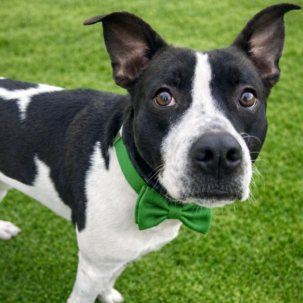 Quentin, Adoptable, Adult Male Mixed Breed & Mixed Breed.