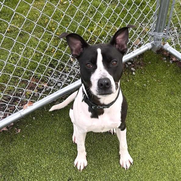 Quentin, a Adoptable mixed breed in Binghamton, NY image 4/6
