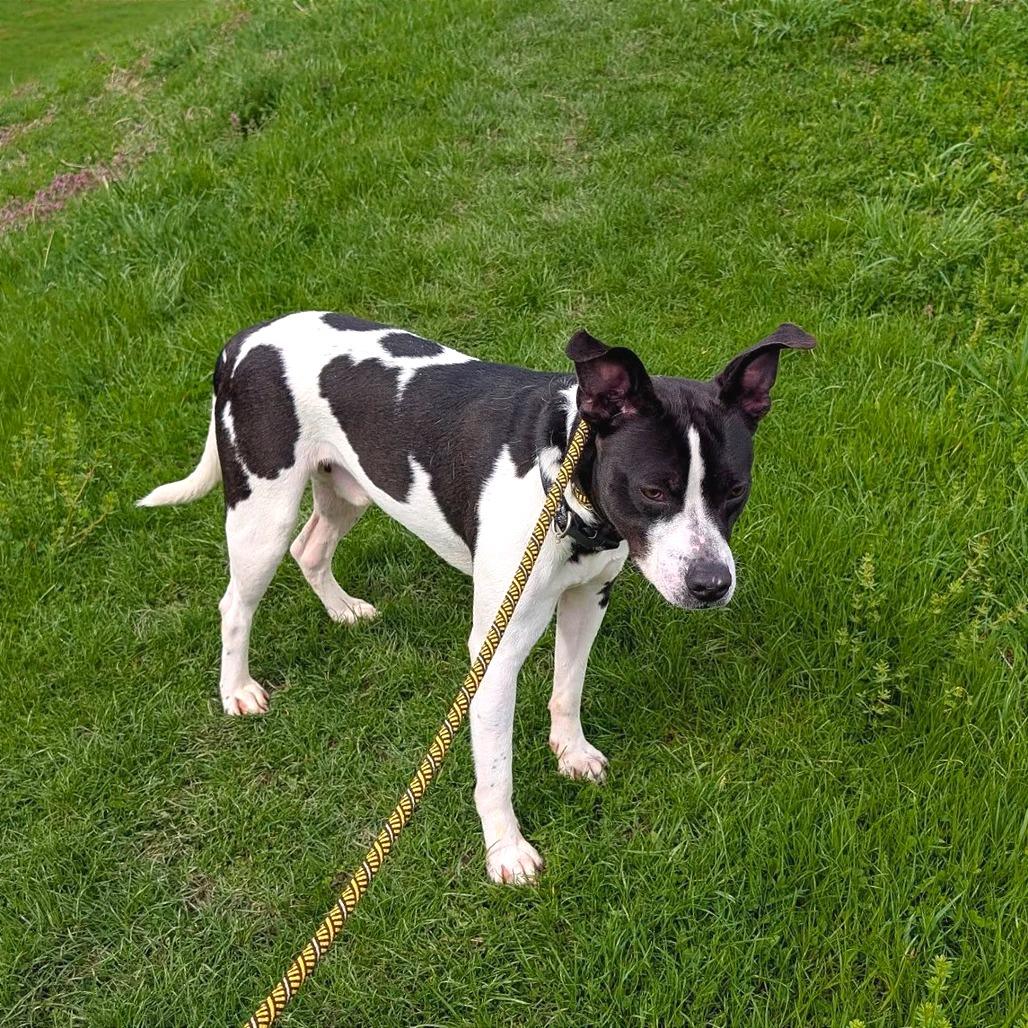 Enlarge Quentin, a Adoptable mixed breed in Binghamton, NY image 5/5