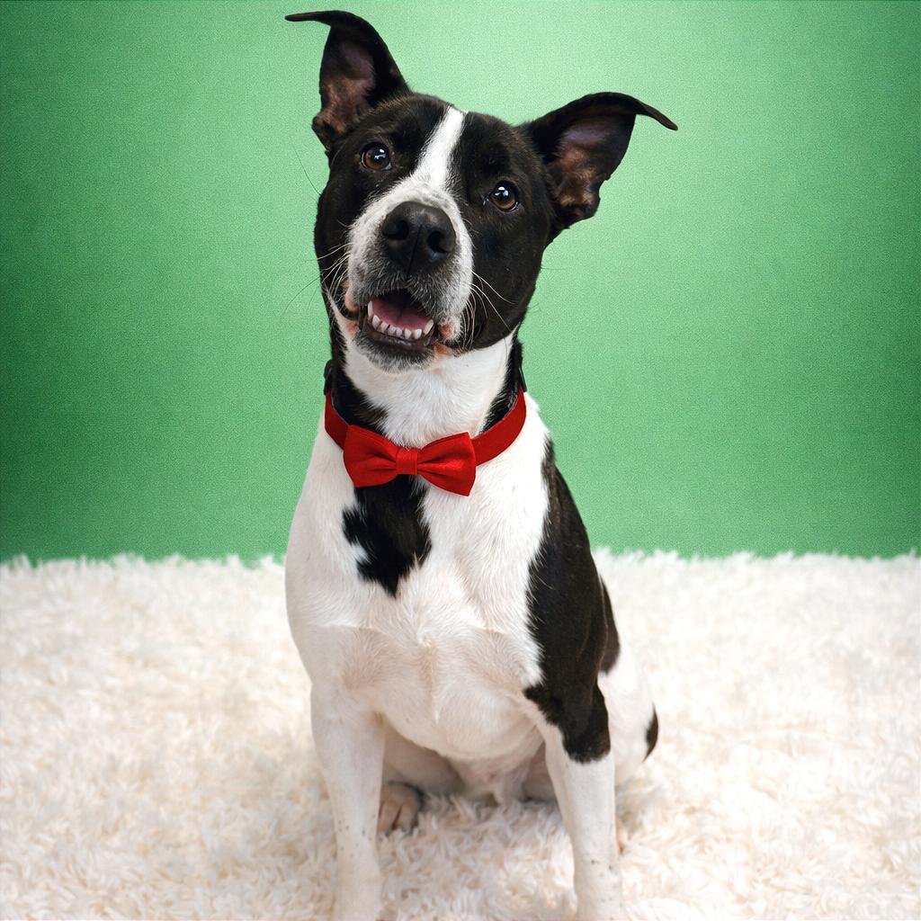 Quentin, a Adoptable mixed breed in Binghamton, NY image 6/6