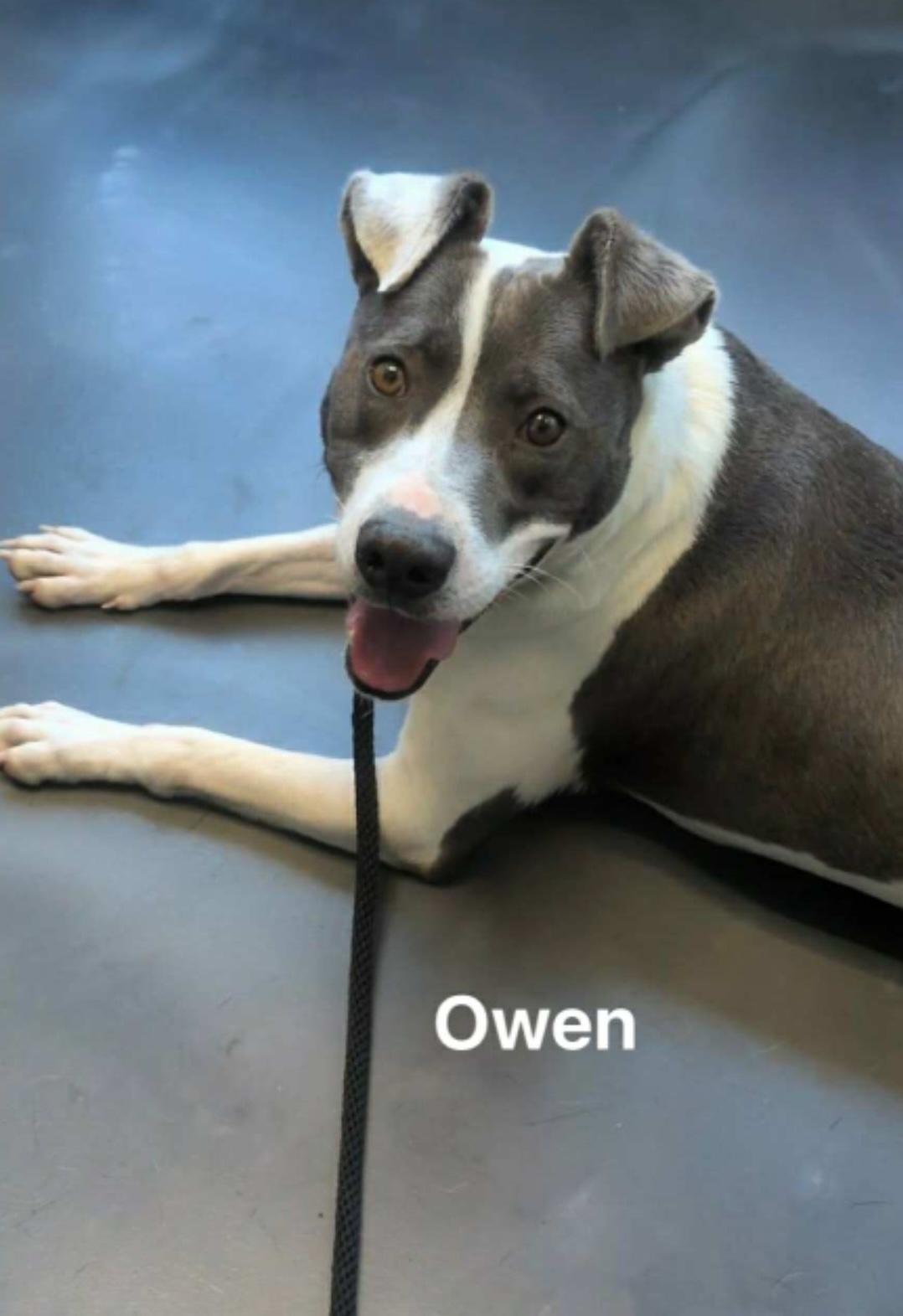 Owen