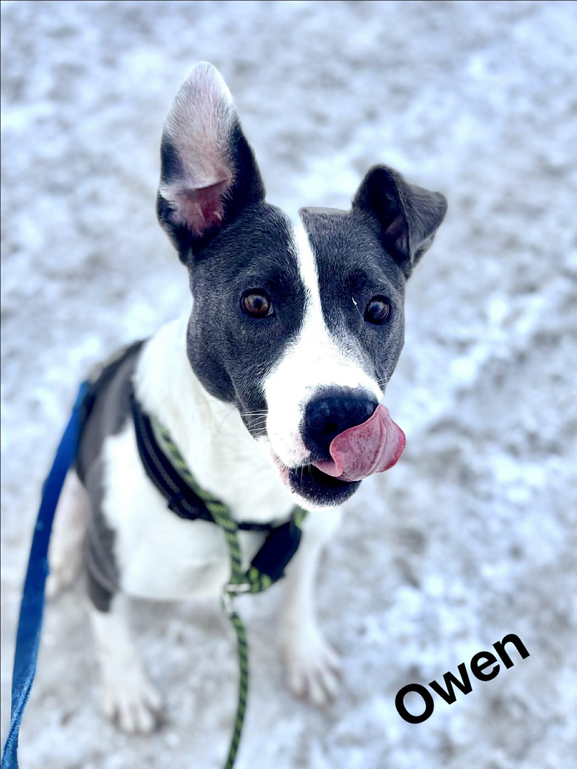 Owen, Adoptable, Young Male Mixed Breed.