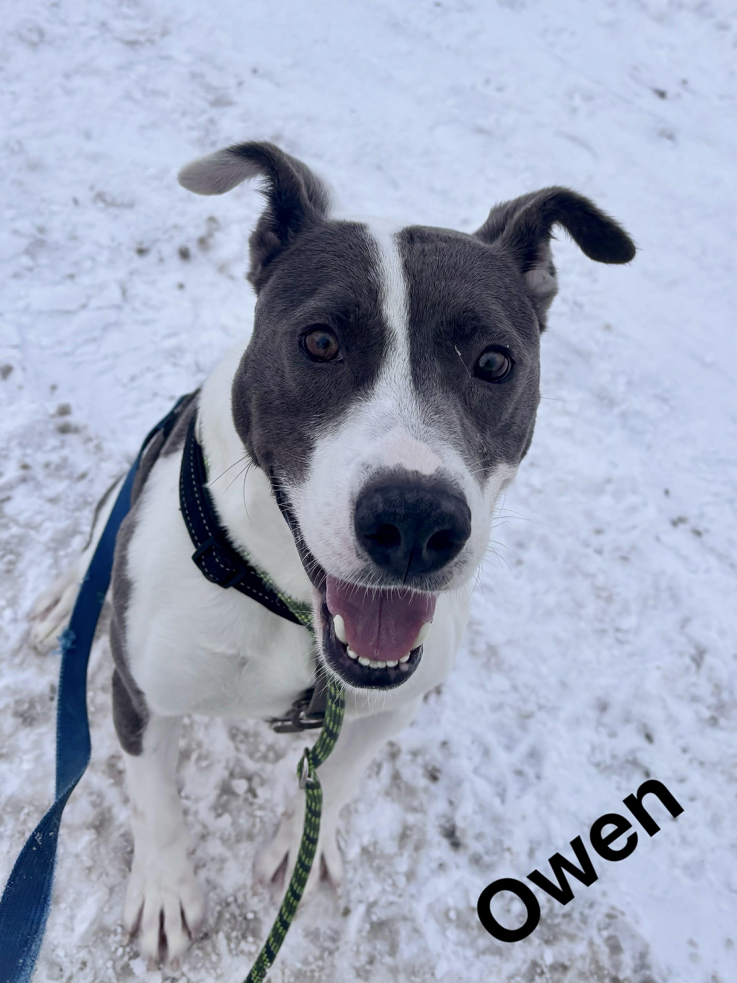Enlarge Owen, a Adoptable Mixed Breed in Vaudreuil-Dorion, QC image 5/6