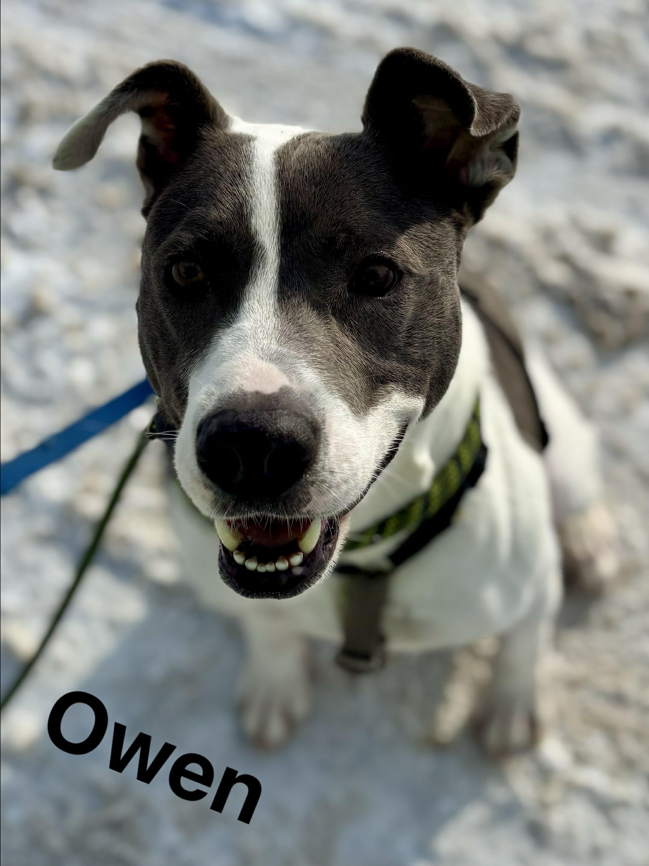 Enlarge Owen, a Adoptable Mixed Breed in Vaudreuil-Dorion, QC image 4/6