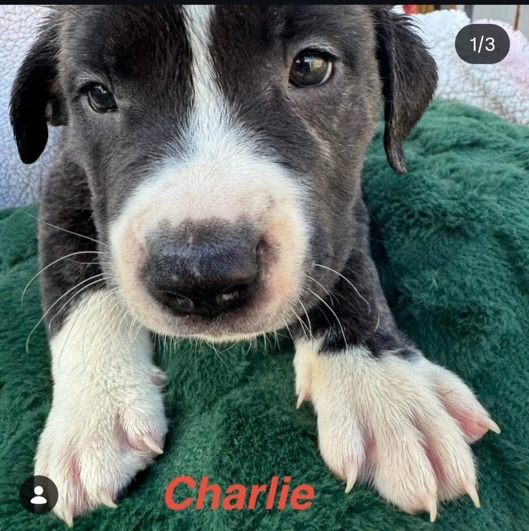 Charlie , ADOPTABLE, Puppy Male Pit Bull Terrier.