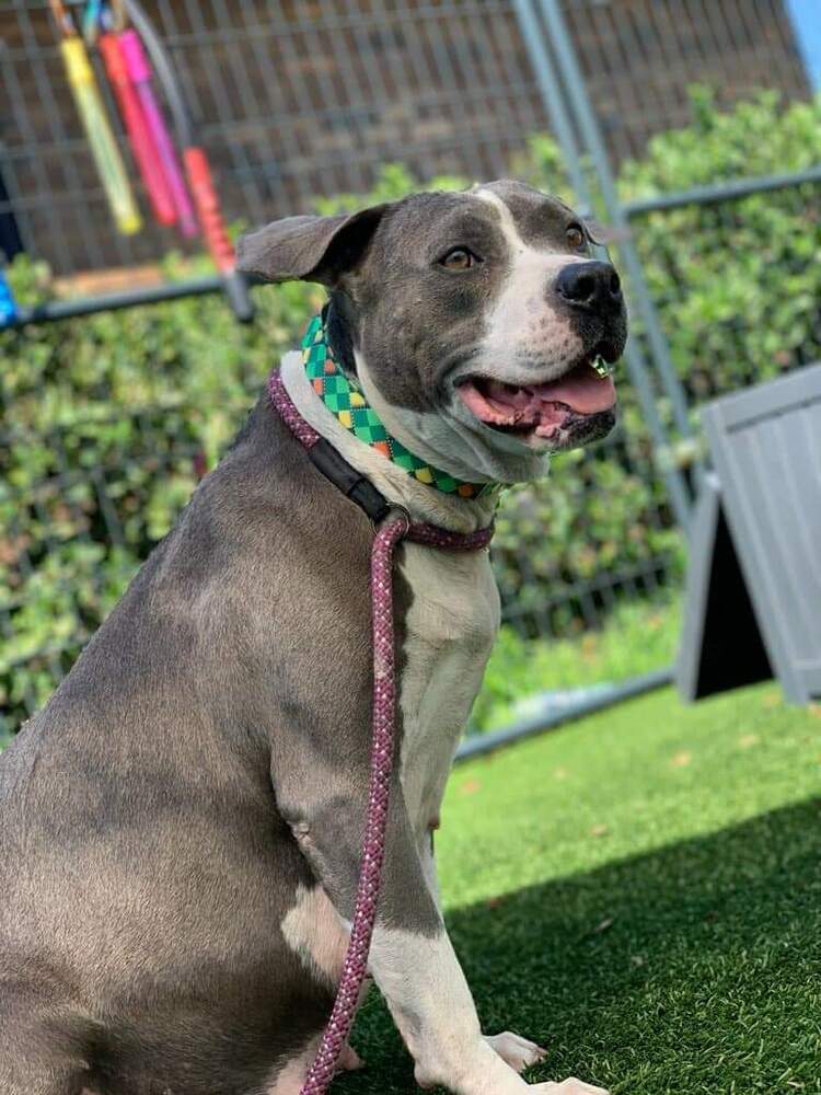 Patty, Adult Female Terrier