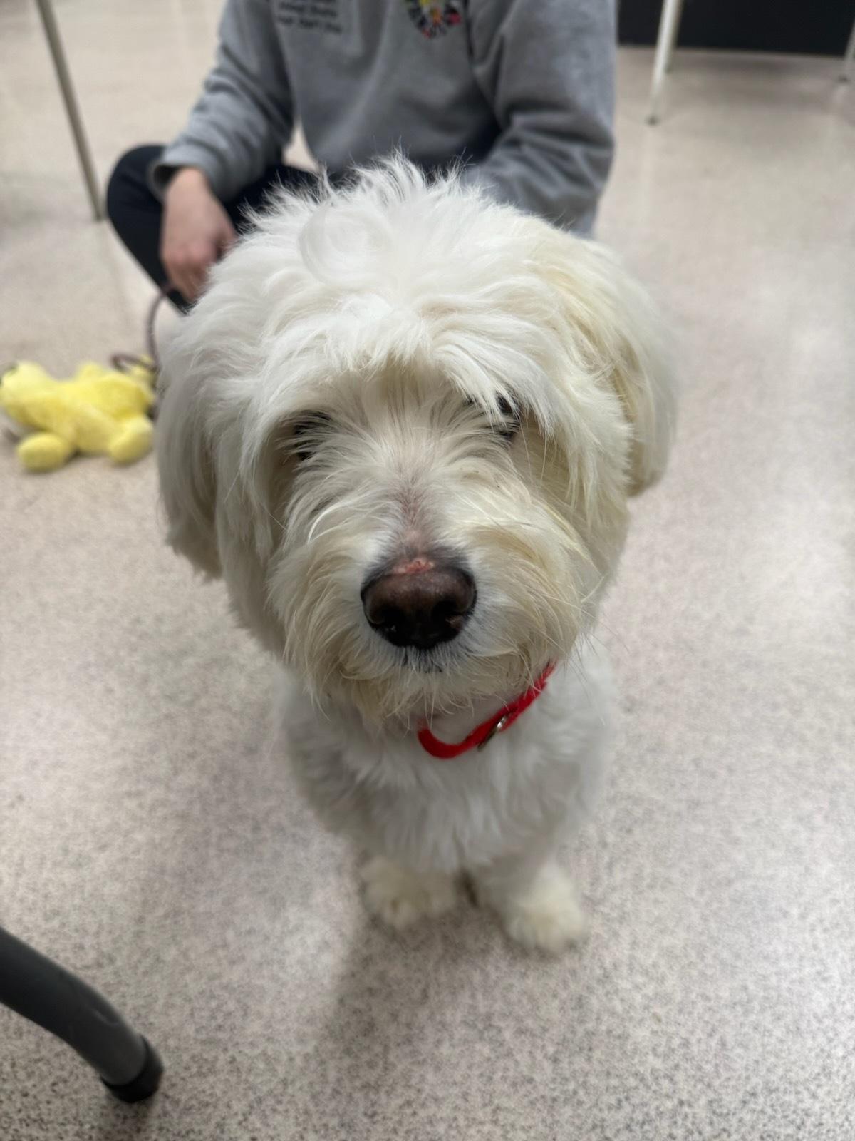 Giallo, adopted, Adult Male Havanese & Bichon Frise.