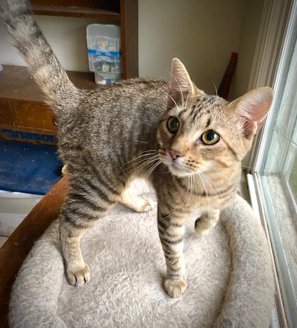 Fergus, an adopted Domestic Short Hair in Chattanooga, TN image 1/3