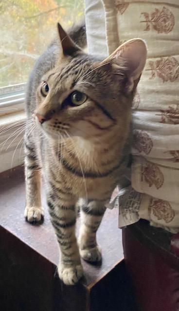 Fergus, an adopted Domestic Short Hair in Chattanooga, TN image 3/3