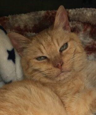 z (Courtesy Listing) Babs, Adoptable, Adult Female Domestic Short Hair & Tabby.