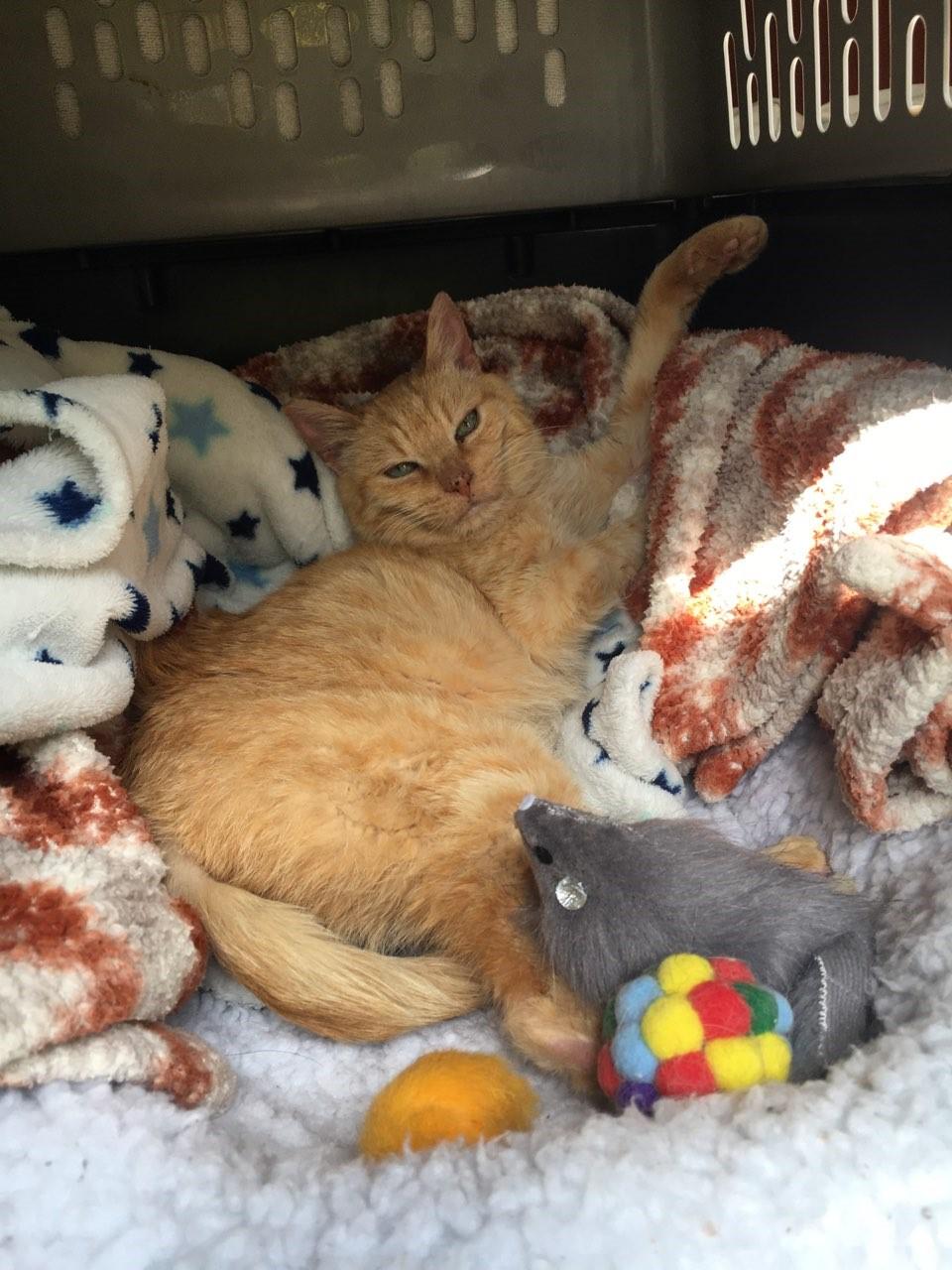 z (Courtesy Listing) Babs, a Adoptable mixed breed in Encinitas, CA image 2/3