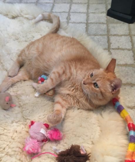 z (Courtesy Listing) Babs, a Adoptable mixed breed in Encinitas, CA image 3/3