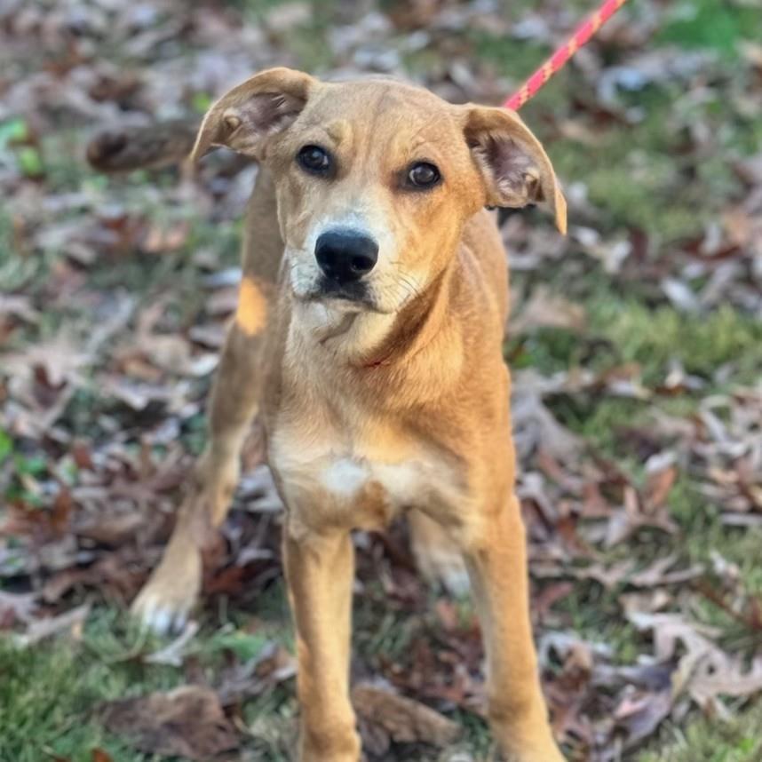 SALLY, Adoptable, Puppy Female Catahoula Leopard Dog & Labrador Retriever.