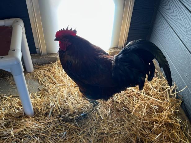 WALTER, Adoptable, Young Male Chicken.