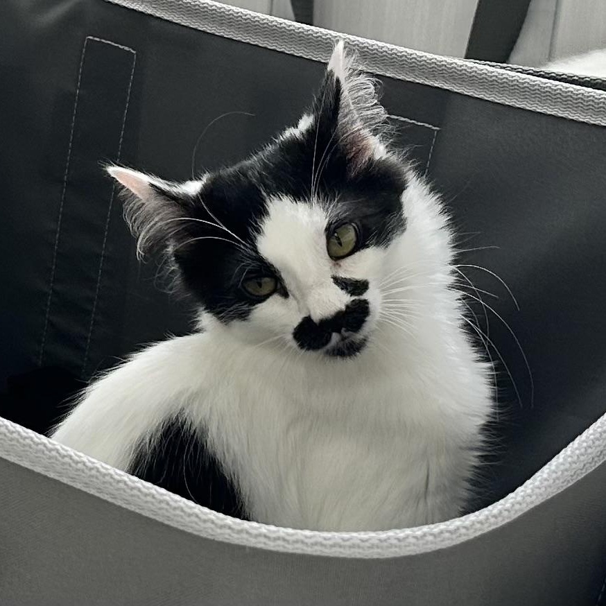 Juliet, ADOPTABLE, Kitten Female Domestic Medium Hair.