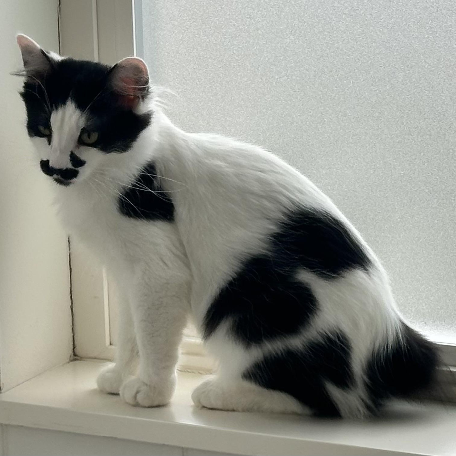 Enlarge Juliet, a ADOPTABLE Domestic Medium Hair in Sammamish, WA image 2/4