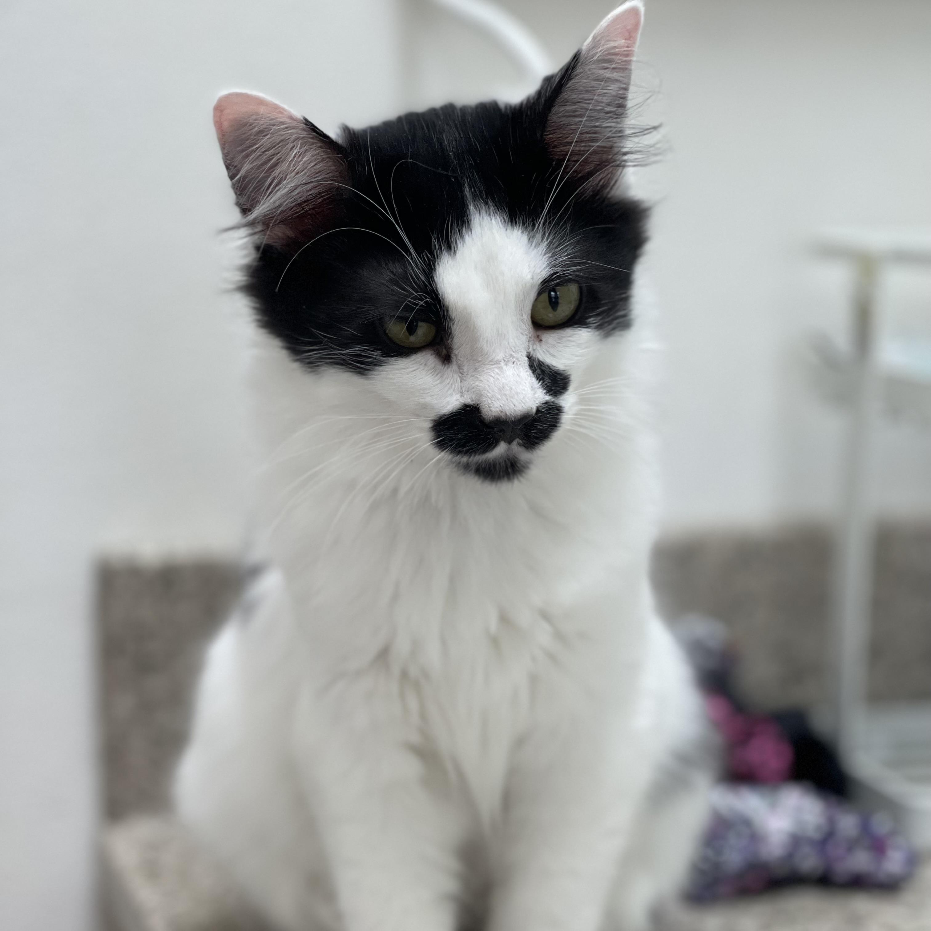 Enlarge Juliet, a ADOPTABLE Domestic Medium Hair in Sammamish, WA image 4/4