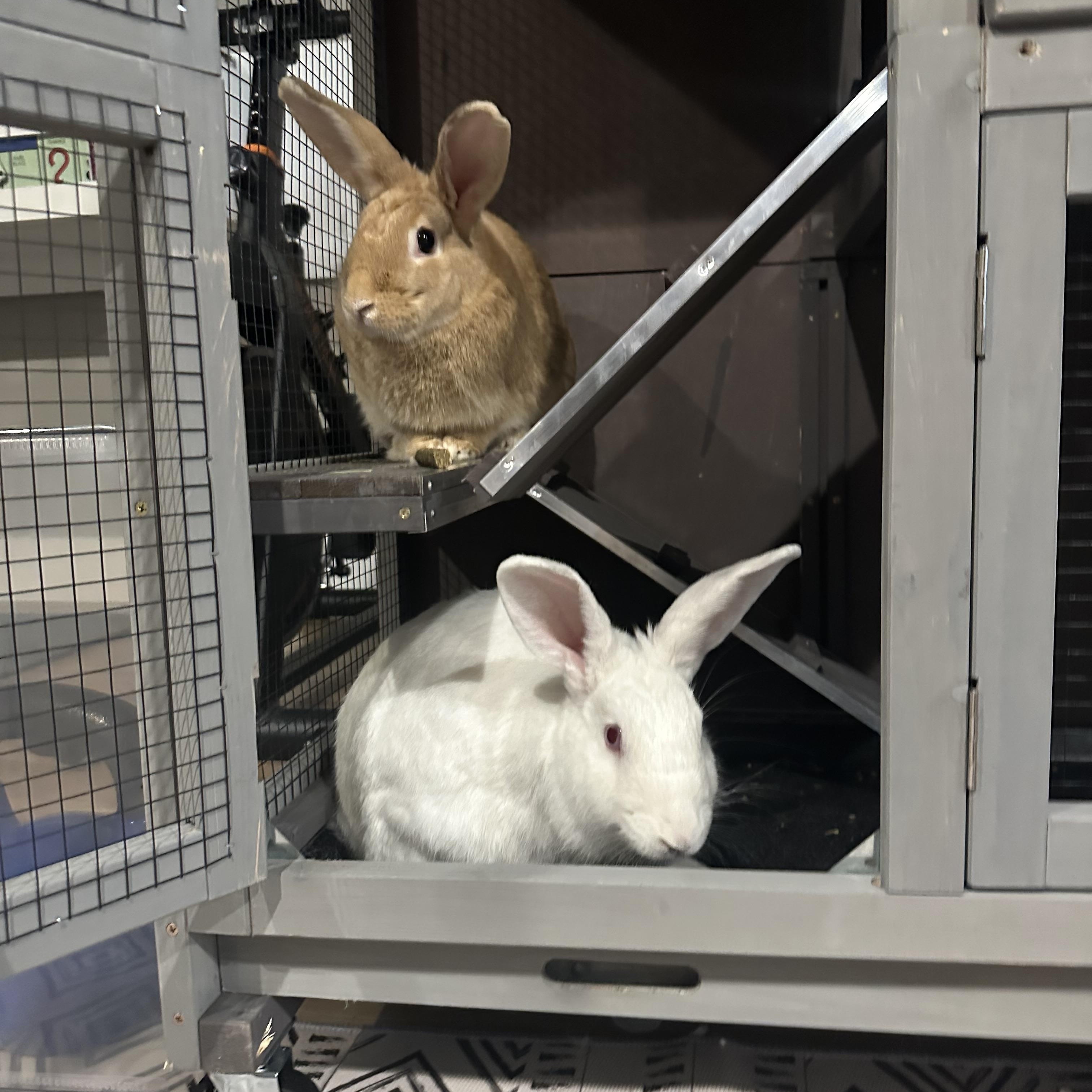 Enlarge Hop Hop and Quinn, a ADOPTABLE mixed breed in Little Rock, AR image 3/4