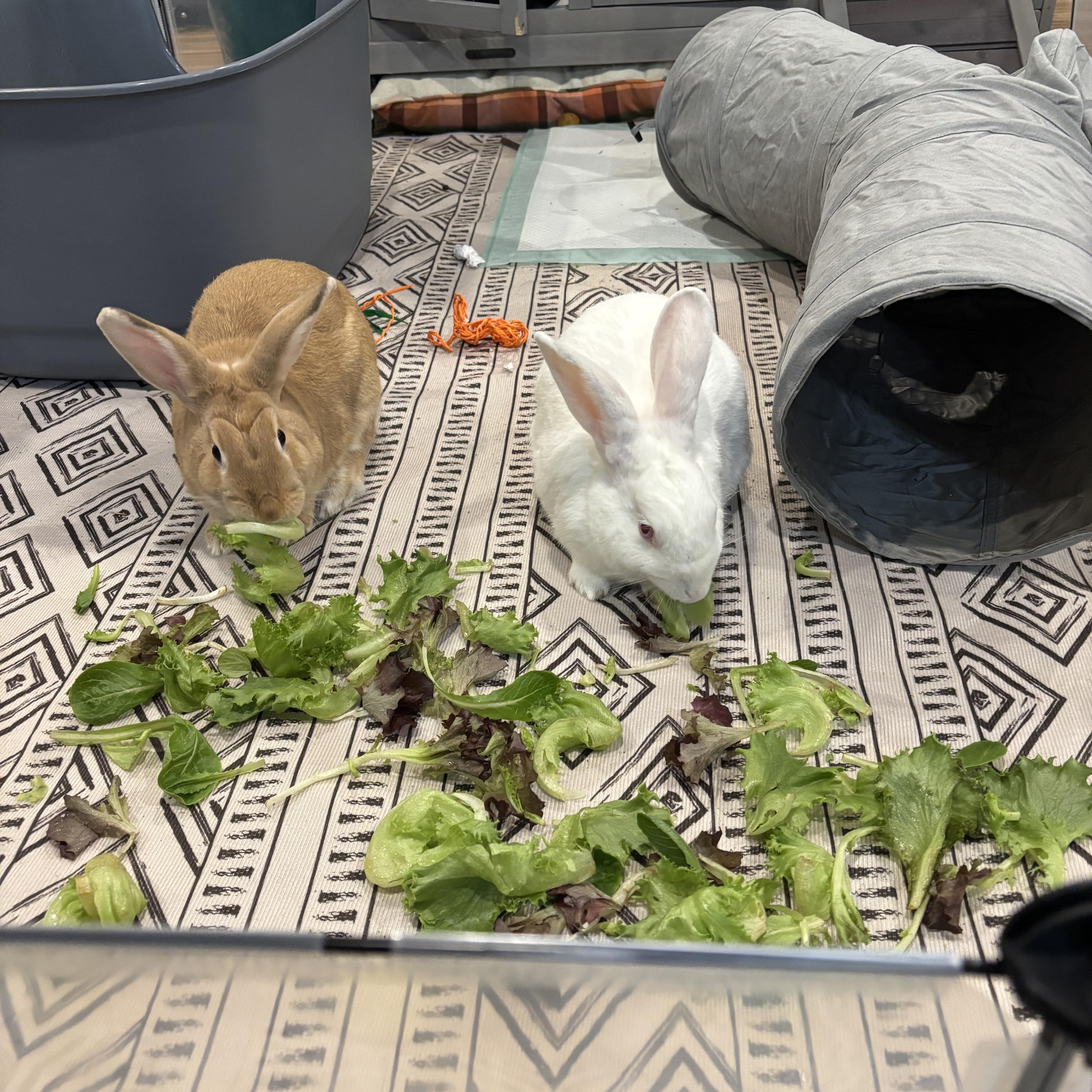 Enlarge Hop Hop and Quinn, a ADOPTABLE mixed breed in Little Rock, AR image 4/4